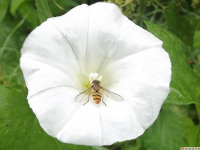 zwierz_611