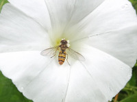 zwierz_612