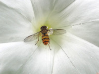 zwierz_613