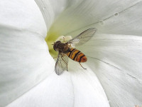 zwierz_614