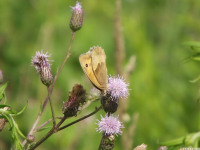 zwierz_623