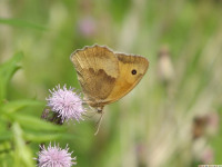 zwierz_626