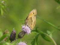zwierz_627