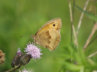 zwierz_628