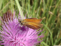 zwierz_629