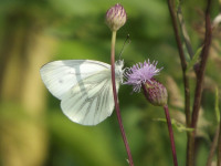 zwierz_630
