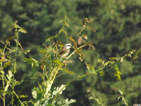 zwierz_633