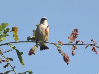 zwierz_639