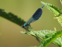 zwierz_646
