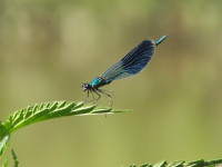 zwierz_647