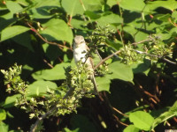 zwierz_659