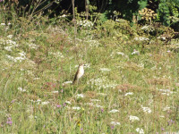 zwierz_667