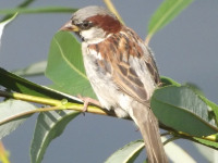 zwierz_678