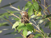 zwierz_703