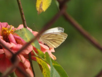 zwierz_713