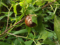 zwierz_718