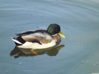 zwierz_720