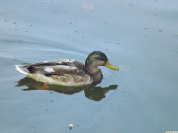zwierz_721