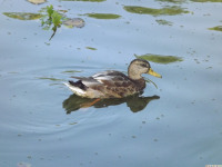 zwierz_722