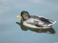 zwierz_726