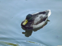 zwierz_727