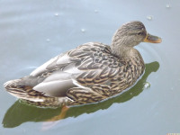 zwierz_728
