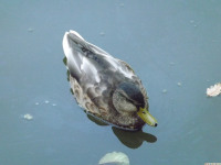 zwierz_729