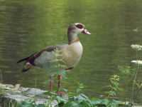 zwierz_730
