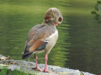 zwierz_731