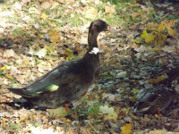 zwierz_739