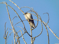 zwierz_751