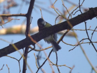 zwierz_752