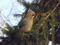 zwierz_755