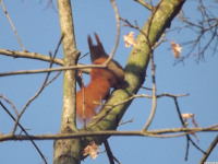 zwierz_757