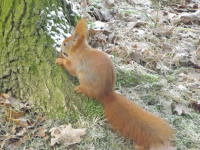 zwierz_762