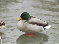 zwierz_769