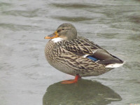 zwierz_770