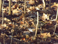 zwierz_772