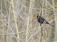zwierz_774