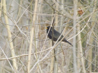 zwierz_775