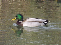 zwierz_776