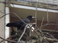 zwierz_786