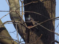 zwierz_833