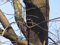 zwierz_835