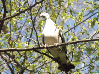 zwierz_854