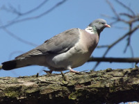 zwierz_857