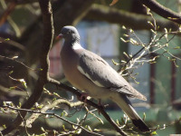 zwierz_858