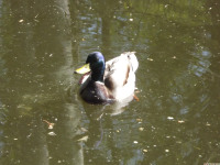 zwierz_865