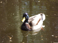 zwierz_866