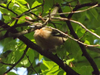 zwierz_873
